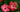 Two vibrant pink hibiscus flowers in full bloom against lush green foliage, showcasing detailed petals and prominent stamens, evoking a sense of freshness and vitality.