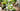 A glass of iced mint tea with cucumber slices and mint leaves on a wooden counter with a porch in the backgrond and natural light on a vase of flowers and a bowl of cucumbers.