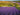 A bright purple lavender field with a farm in the background.