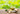 A clear glass cup of golden tea sits on a wooden surface beside fresh ginger slices and root, with a vibrant green blurred background.