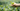 A hand picking the top leaves of the camellia sinensis plant which are dried into white tea.
