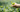 A hand picking the top leaves of the camellia sinensis plant which are dried into white tea.