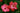 Two vibrant pink hibiscus flowers in full bloom against lush green foliage, showcasing detailed petals and prominent stamens, evoking a sense of freshness and vitality.
