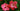 Two vibrant pink hibiscus flowers in full bloom against lush green foliage, showcasing detailed petals and prominent stamens, evoking a sense of freshness and vitality.
