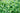 bright green herb leaves and stems growing closeup