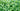 bright green herb leaves and stems growing closeup