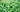 bright green herb leaves and stems growing closeup